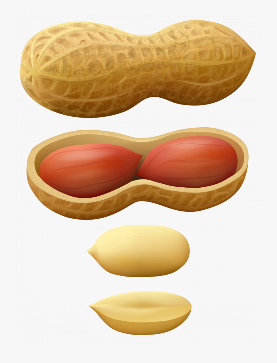 Peanut Jokingart Com - Clip Art Picture Of A Peanut, Transparent Clipart