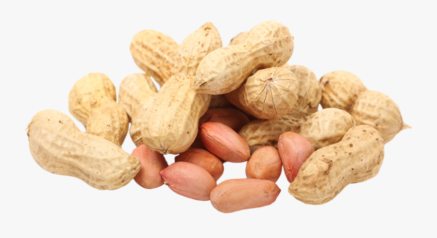 Peanut Seed Legume Pistachio - Transparent Transparent Background Peanuts, Transparent Clipart