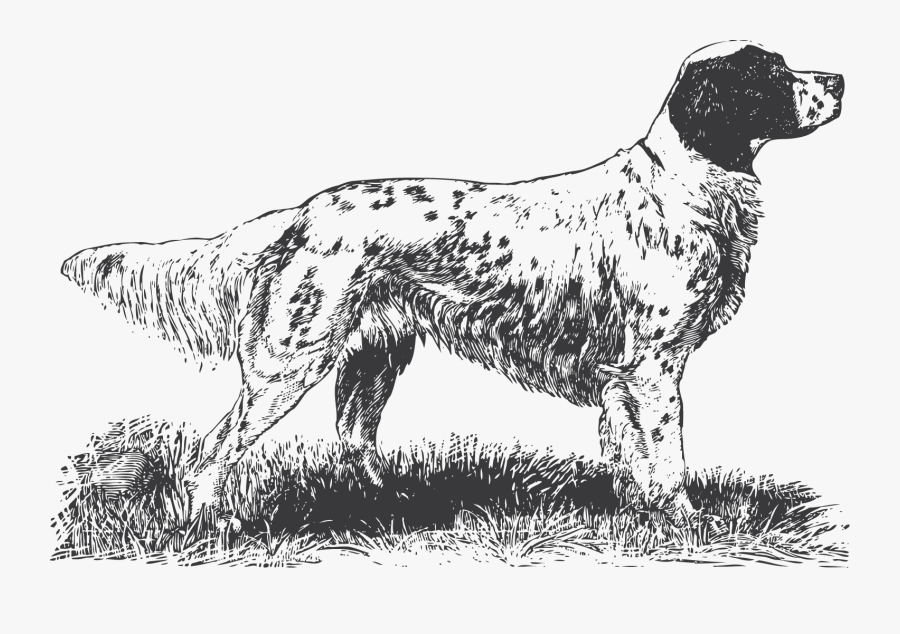 Clip Art Black And White Spotted Dog - Brittany Spaniel English Springer, Transparent Clipart