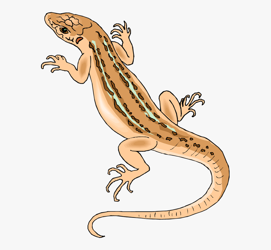 Lizard Clipart - Clip Art Of Lizard, Transparent Clipart