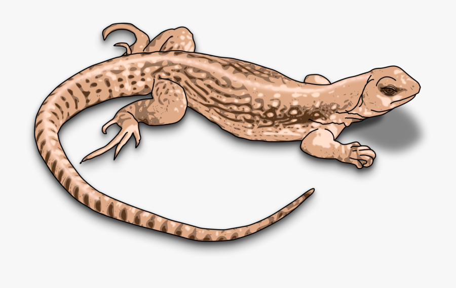 Lizard - Clipart Images Of Lizard, Transparent Clipart