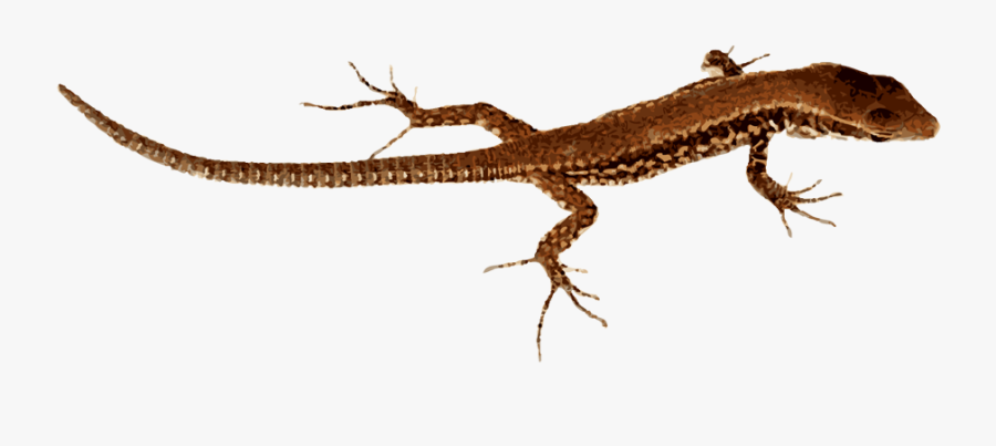 Komodo Dragon Clip Art - Lizard Without The Background, Transparent Clipart