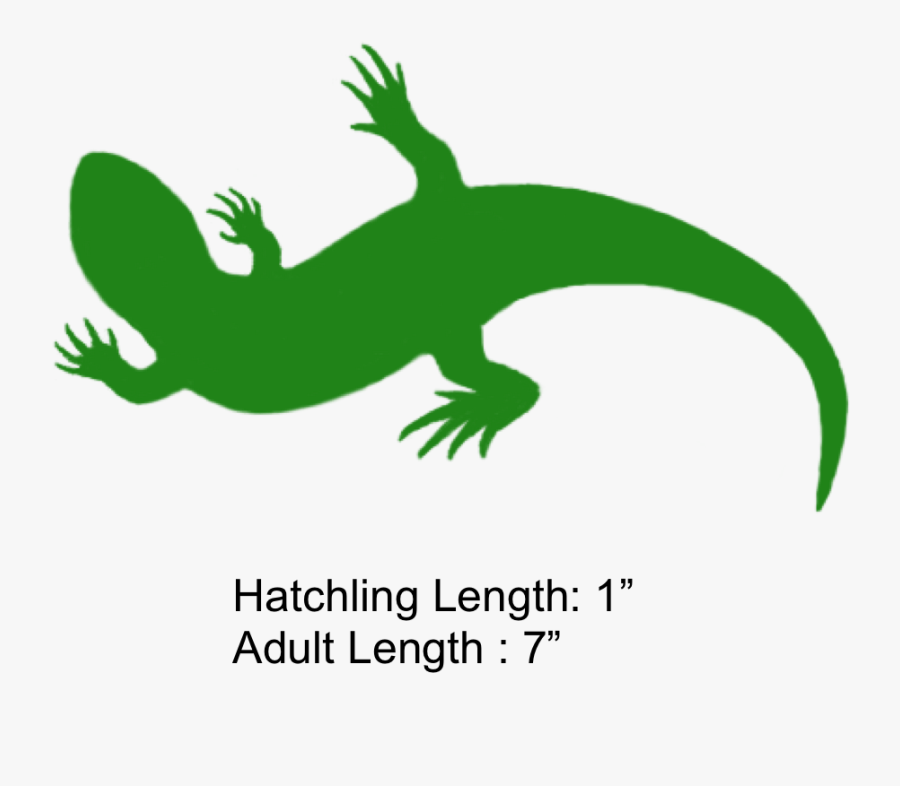 Reptile,amphibian,clip Art,lizard,wall Lizard,tail,animal - Clip Art, Transparent Clipart
