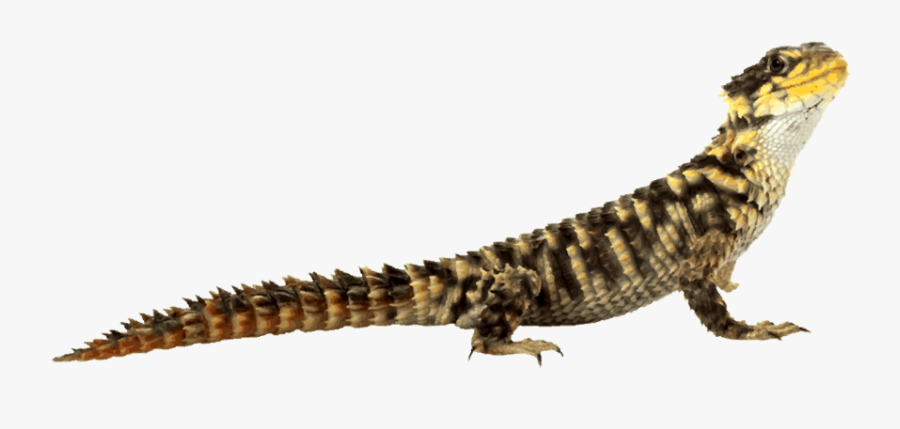 Komodo Dragon Clipart - Lizard Transparent Background, Transparent Clipart