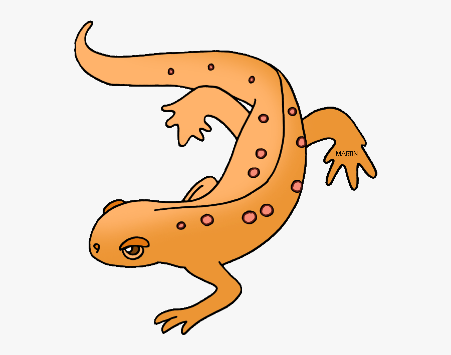 Newt Clipart Amphibian - Newt Clipart, Transparent Clipart