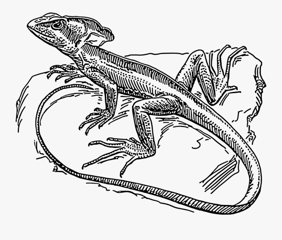 Velociraptor,line Art,reptile - Basilisk Lizard Drawing, Transparent Clipart
