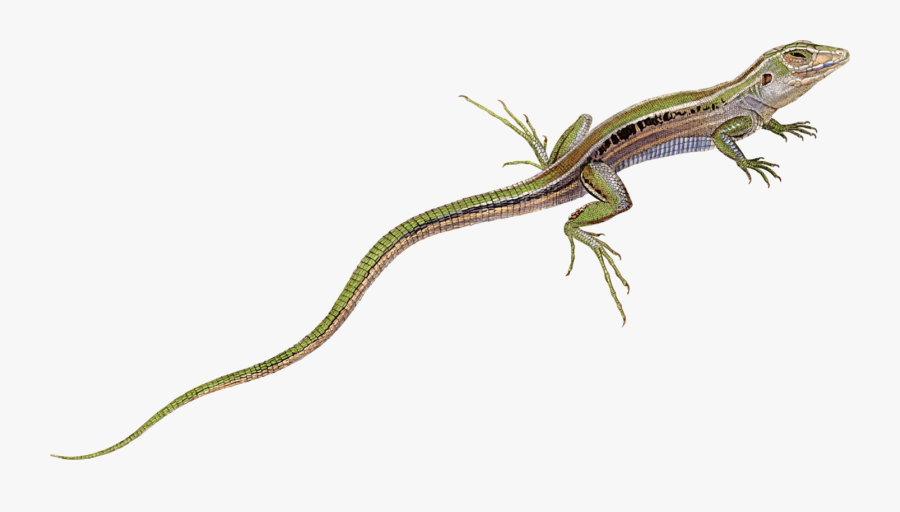 Cuban Ameiva - Monitor Lizard, Transparent Clipart