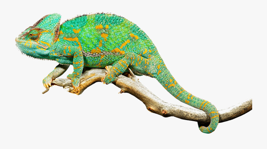 Reptile Lizard Chameleons Common Iguanas Clip Art - Reptiles Png, Transparent Clipart