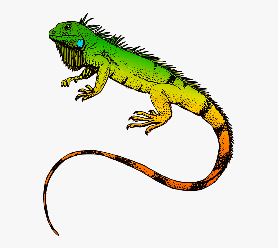 Iguana Clipart Pet Lizard - Iguana Png, Transparent Clipart