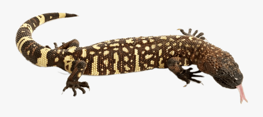 Clip Art Mexican Beaded Transparent Stickpng - Mexican Beaded Lizard, Transparent Clipart