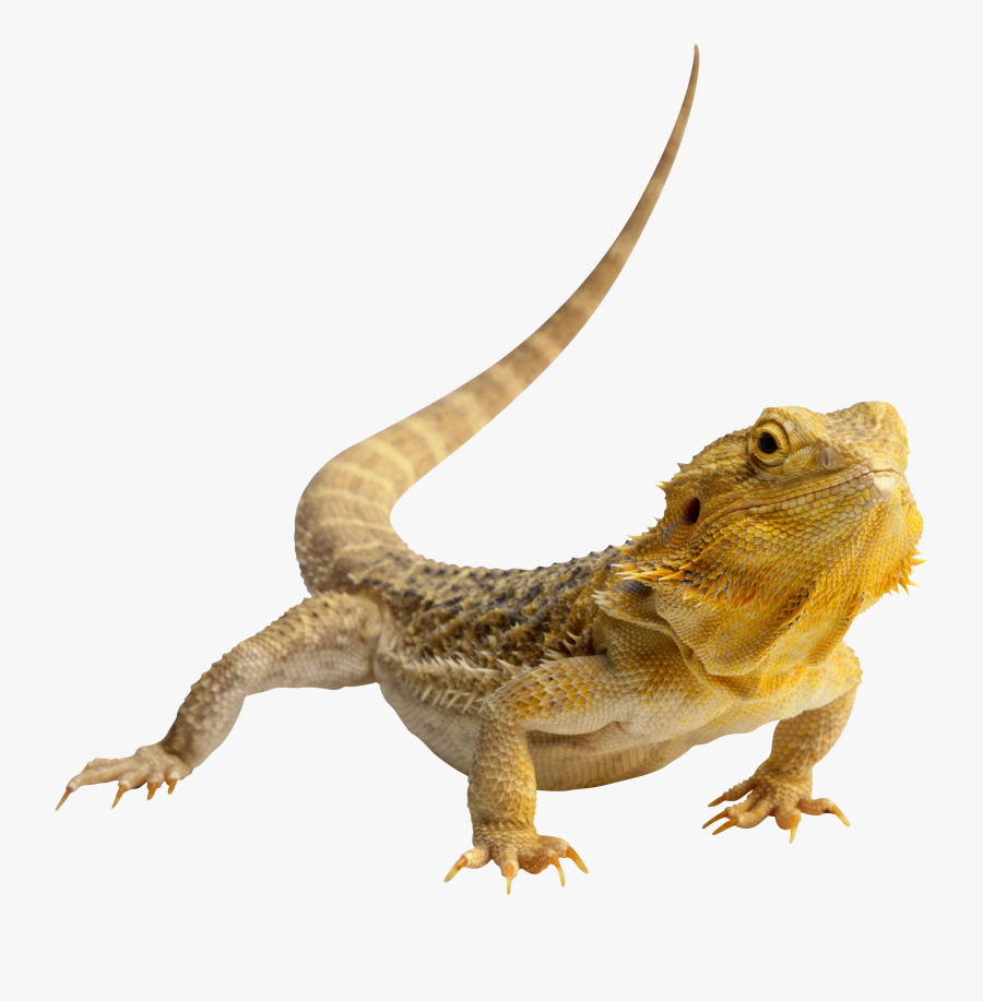 Central Bearded Dragon Lizard Reptile Green Iguana - Transparent Background Lizard Png, Transparent Clipart