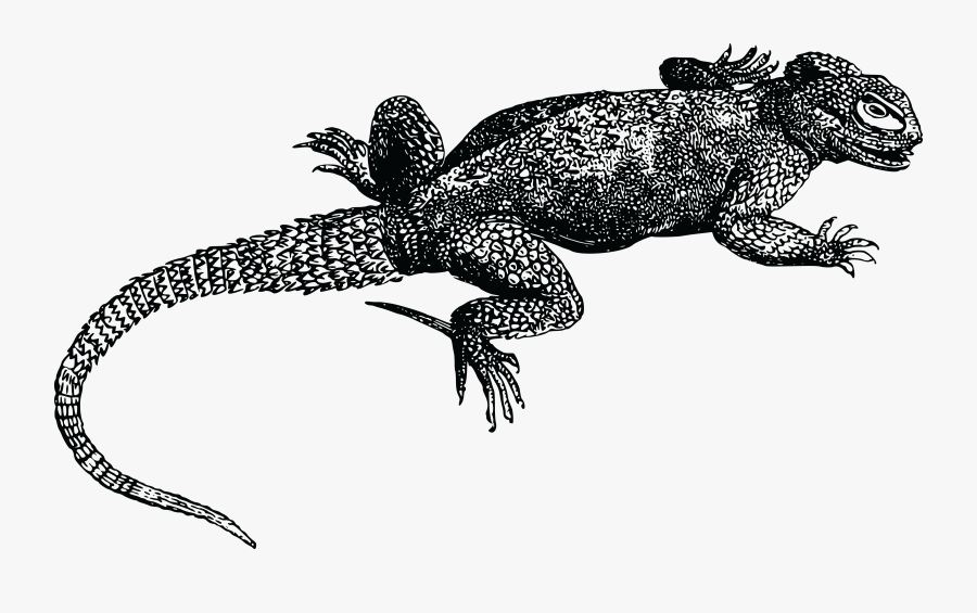 Lizard Clipart Iguana - Lizard Black And White Transparent, Transparent Clipart