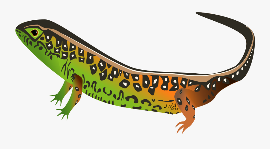 Salamander Cartoon Png, Transparent Clipart