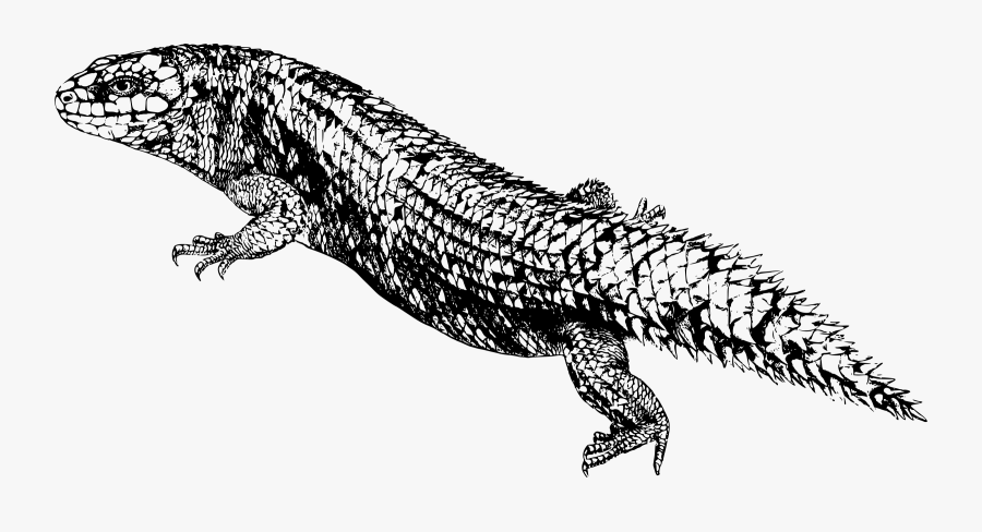 Line Art,reptile,tail - Australia Black Lizard Spiky Tail, Transparent Clipart