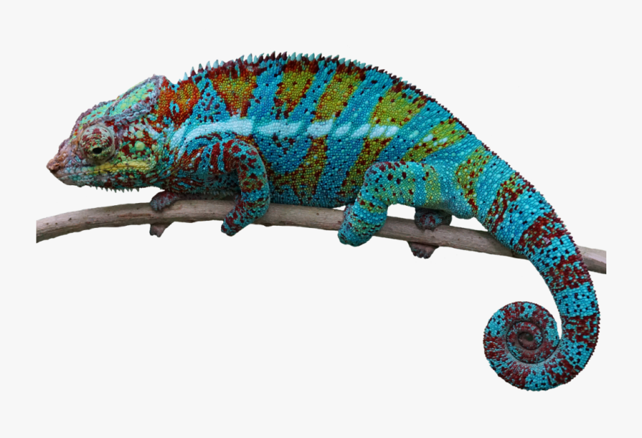 Clip Art Funny Lizards - Reptile Png, Transparent Clipart