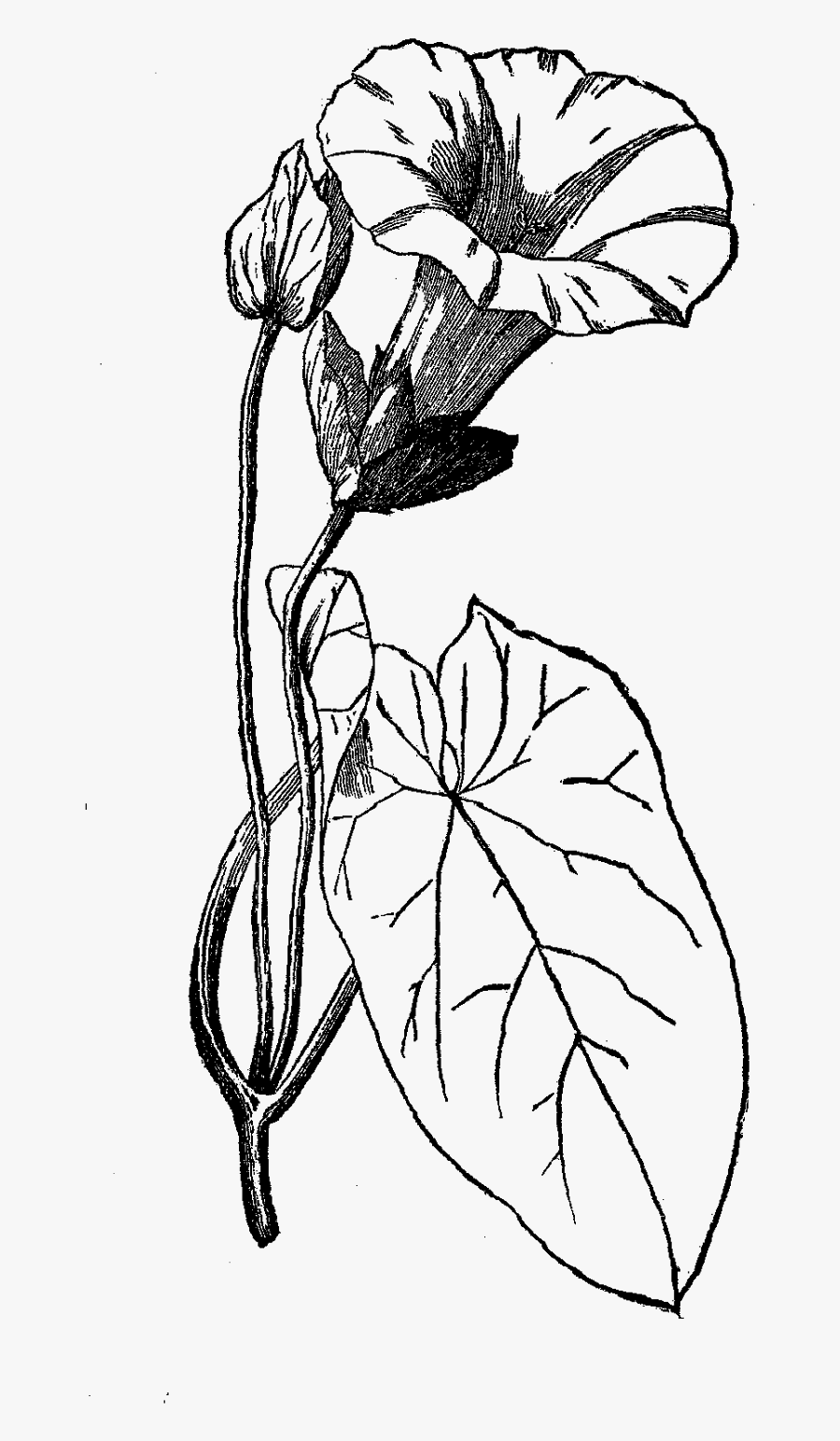 Flower Botanical Art Illustration Download - Parts Of Morning Glory Flower, Transparent Clipart