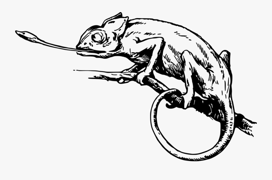 Animal Camouflage Chameleon Lizard Reptile - Animal In Camouflage To Draw, Transparent Clipart