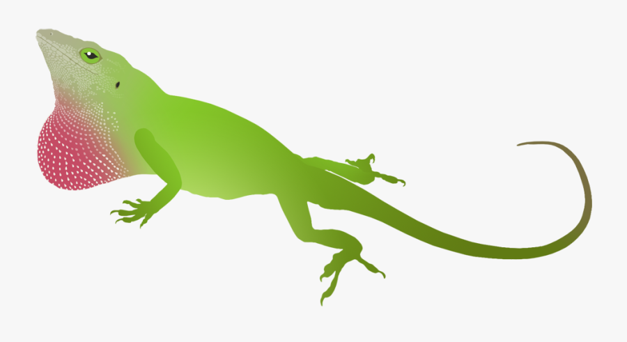 Ego Sum Daniel - Anole Transparent Background Clip Art, Transparent Clipart