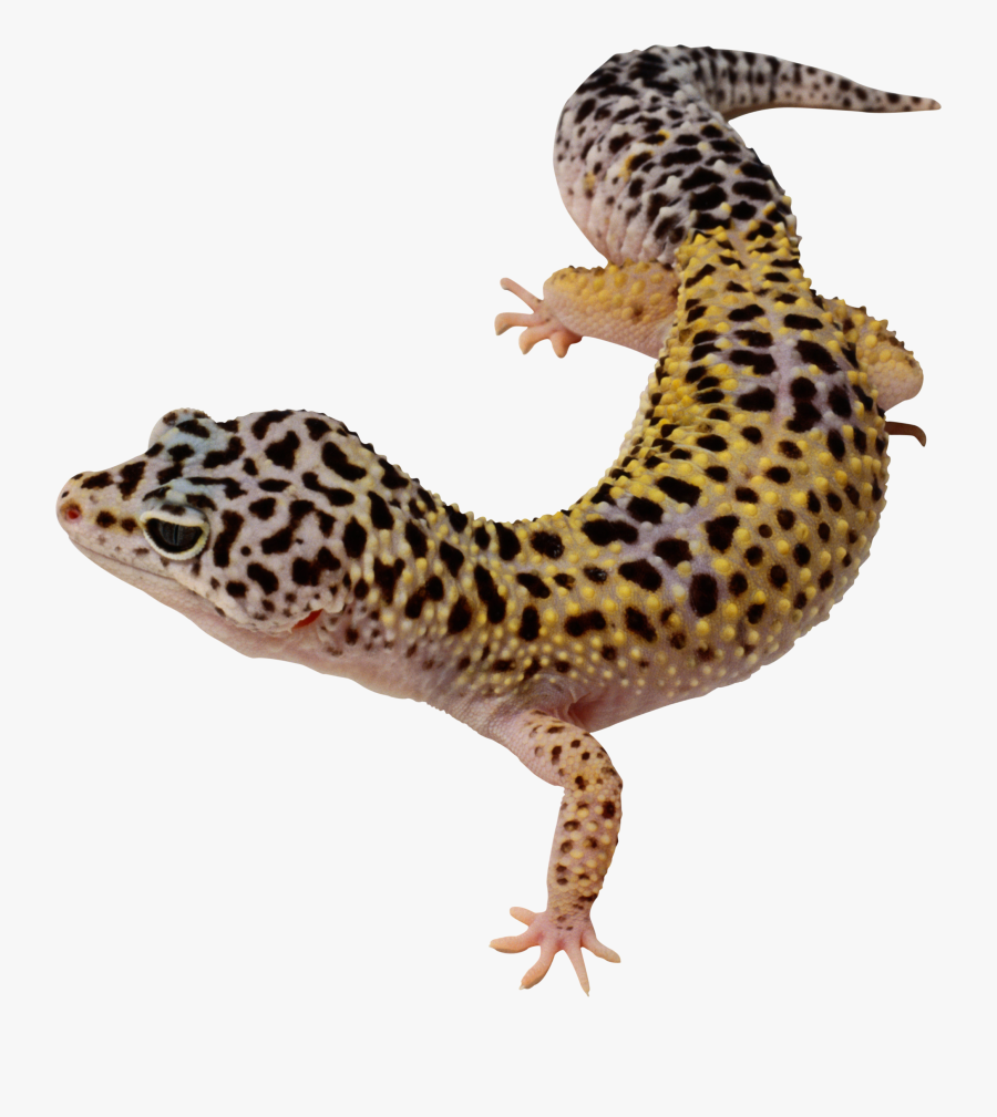 Transparent Lizard Clipart - Transparent Background Lizard Transparent, Transparent Clipart
