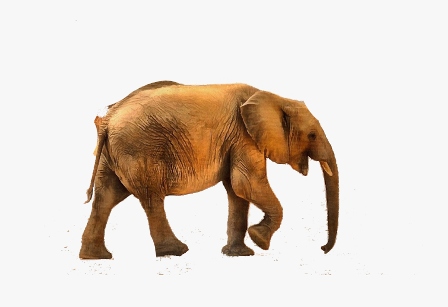 Baby Animal Photo 05032016 Image 007 - Xfactory.in, Transparent Clipart