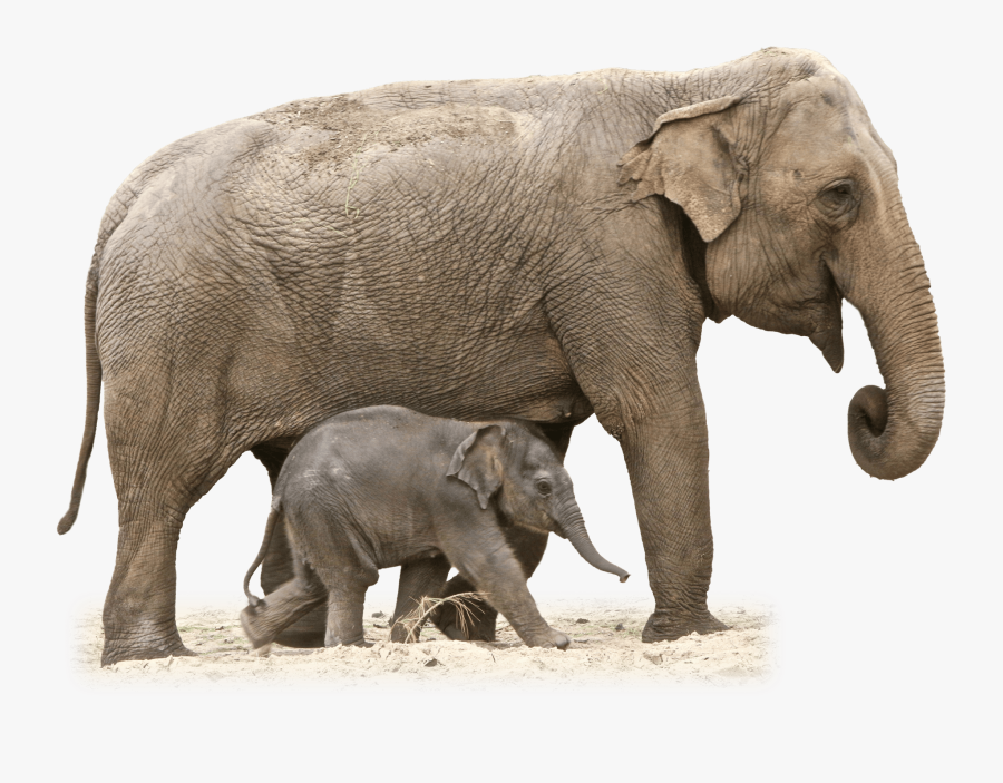 Clip Art Baby Elephants - Elephant And Baby Png, Transparent Clipart