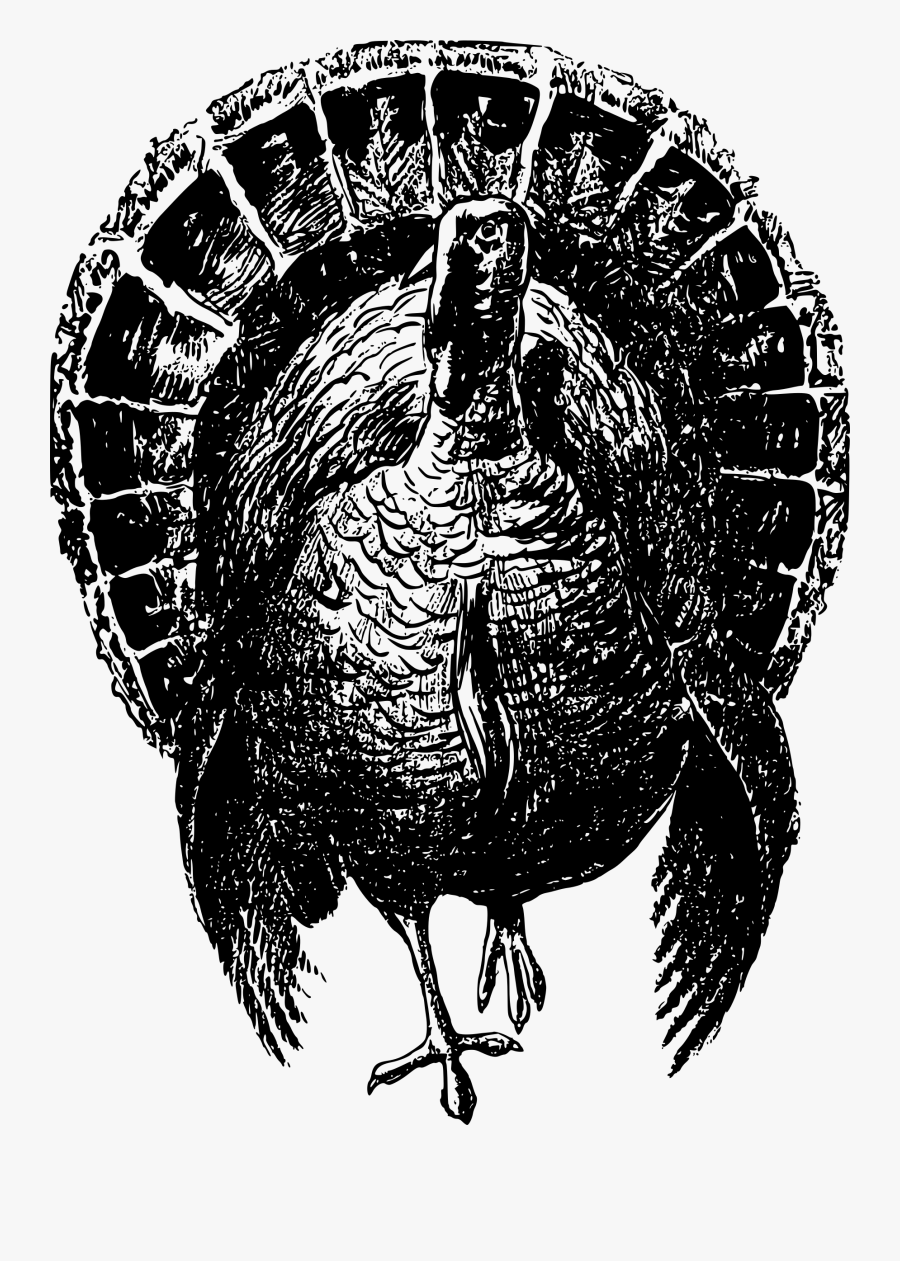 Turkey,domesticated Turkey,beak - Black And White Wild Turkey, Transparent Clipart