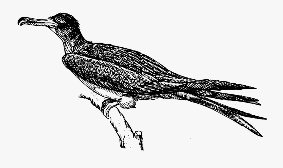 Bird Frigate Feathers - Wild Turkey Black And White Clipart, Transparent Clipart