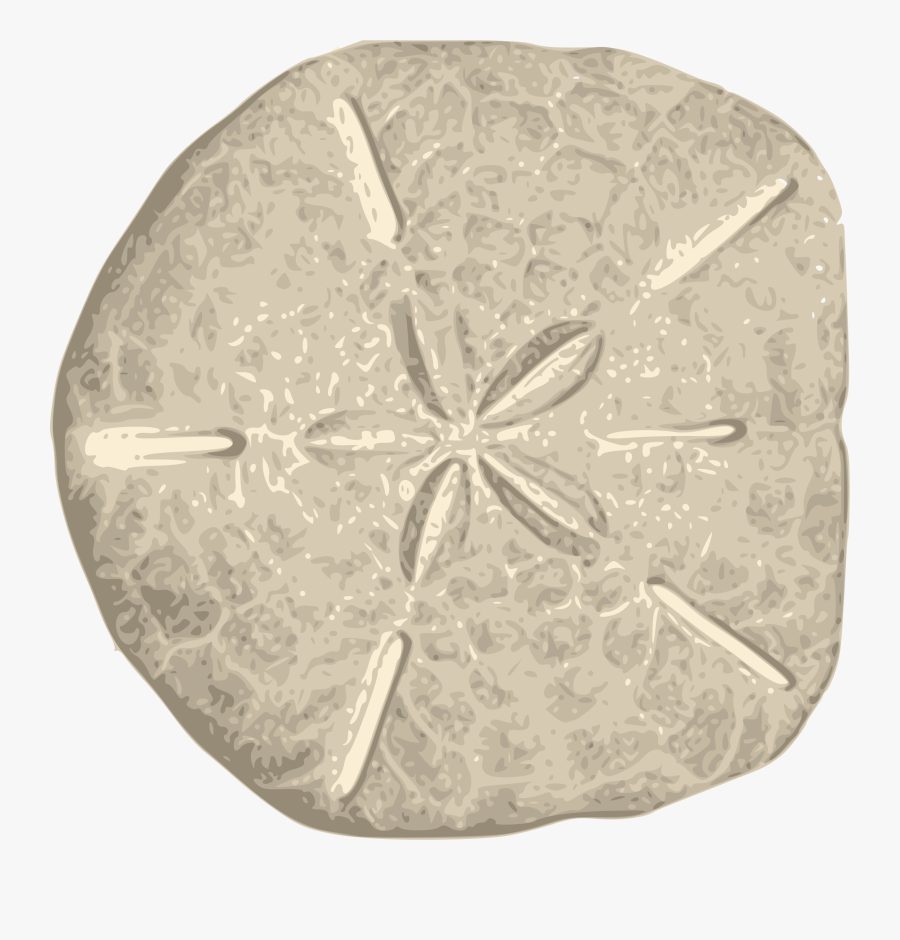 Sand Dollar Clipart - Sand Dollar Png, Transparent Clipart
