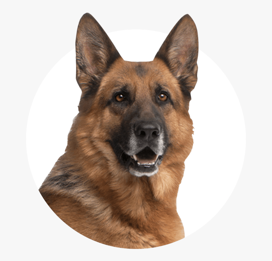 Transparent Great Dane Clipart - Police Dog During Apartheid, Transparent Clipart