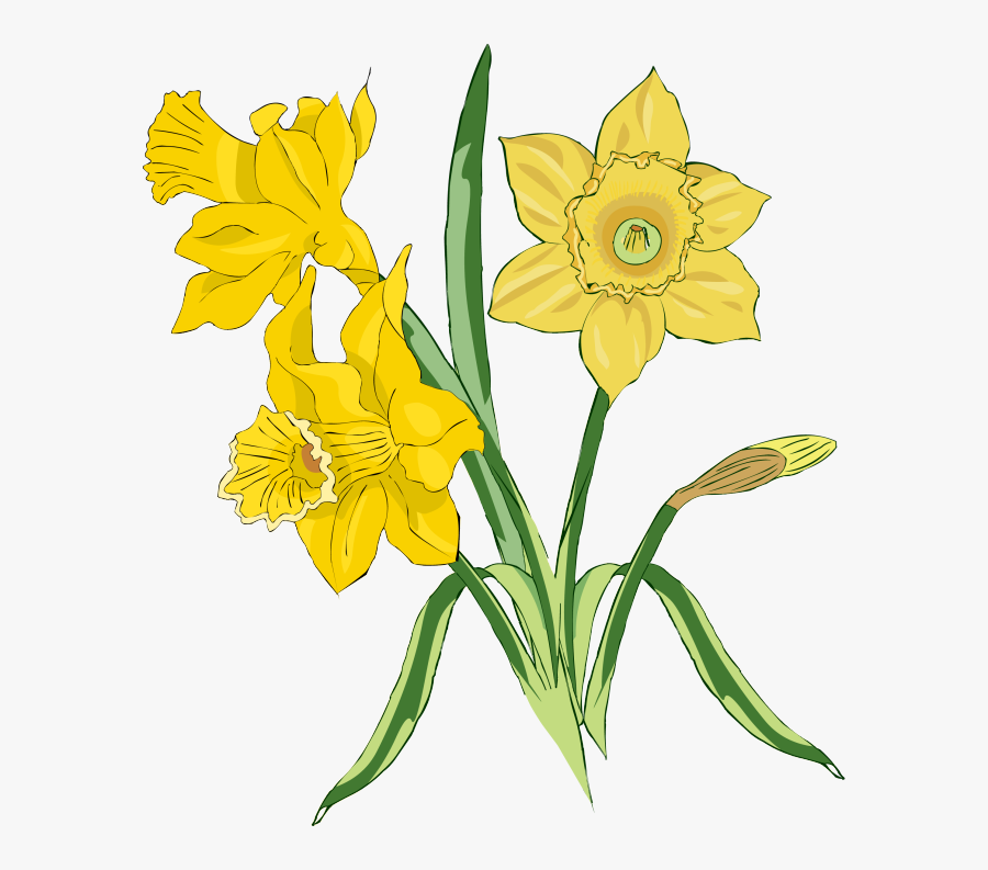 Clipart Free Download � Page 4401 � Best Clipart Images - Daffodil The Handmaid's Tale, Transparent Clipart