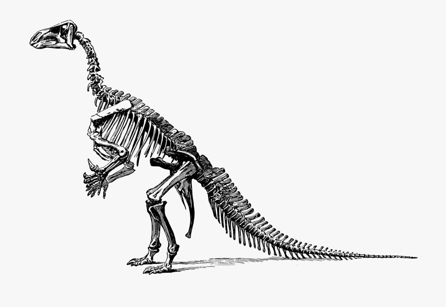 Dinosaur Clipart Dinosaur Skeleton - Dinosaur Skeleton Transparent Background, Transparent Clipart