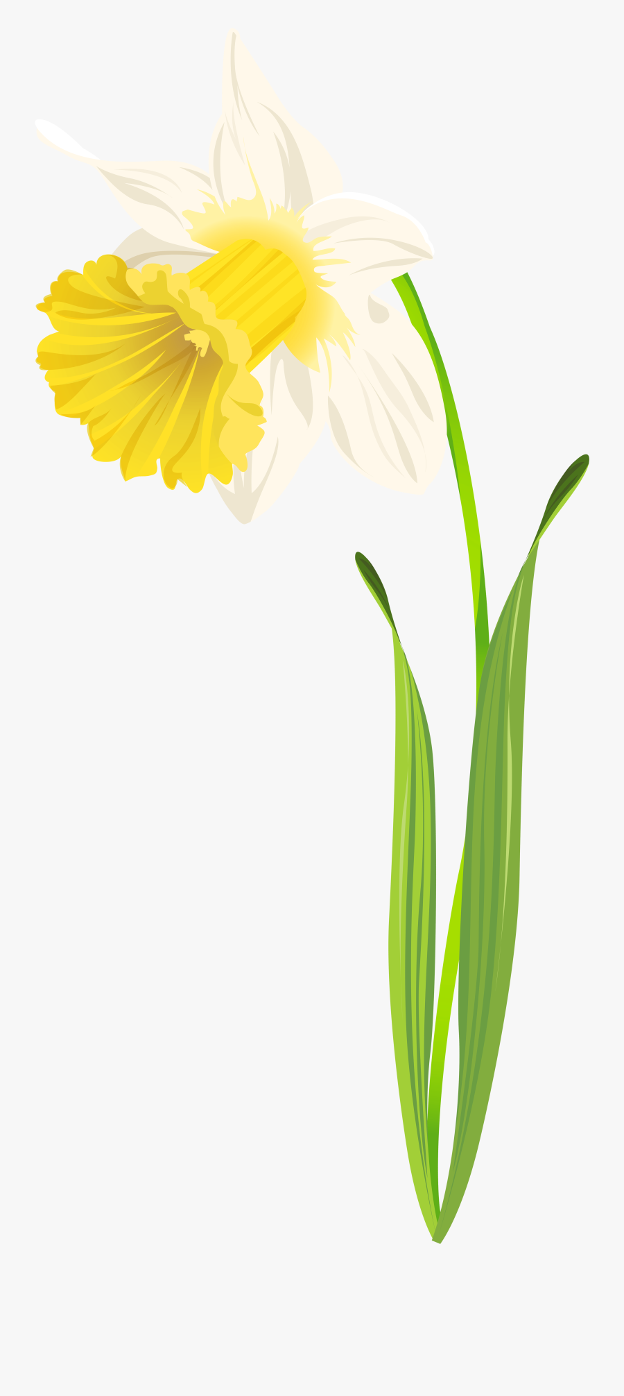 Daffodil Png Clip Art Image - Daffodil Leaf Png, Transparent Clipart