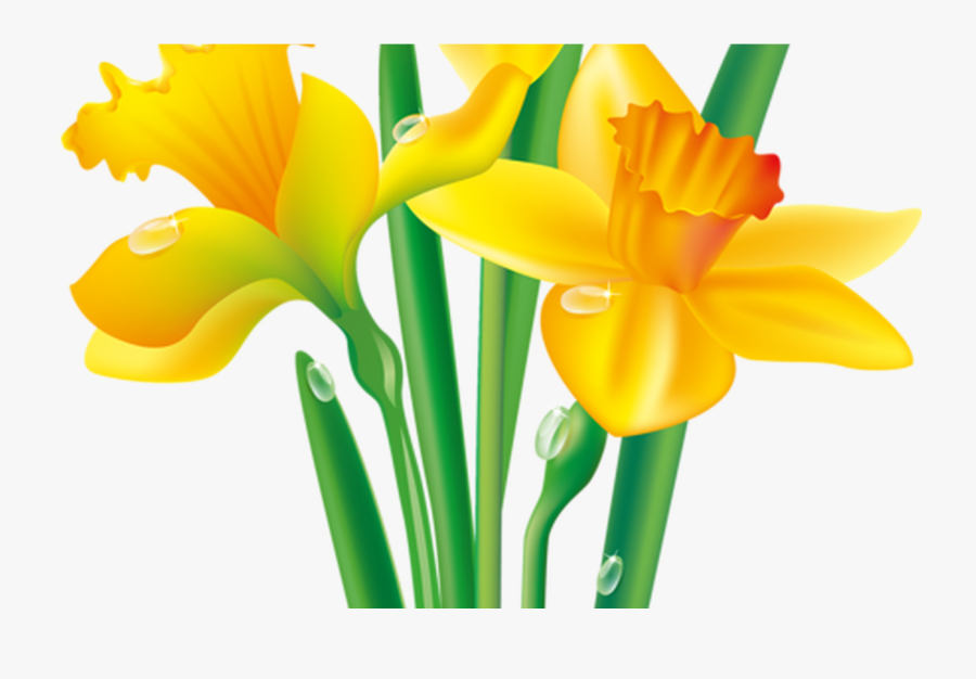 15 Daffodil Vector Line Art For Free Download On Ya - Daffodil Flower Clip Art, Transparent Clipart