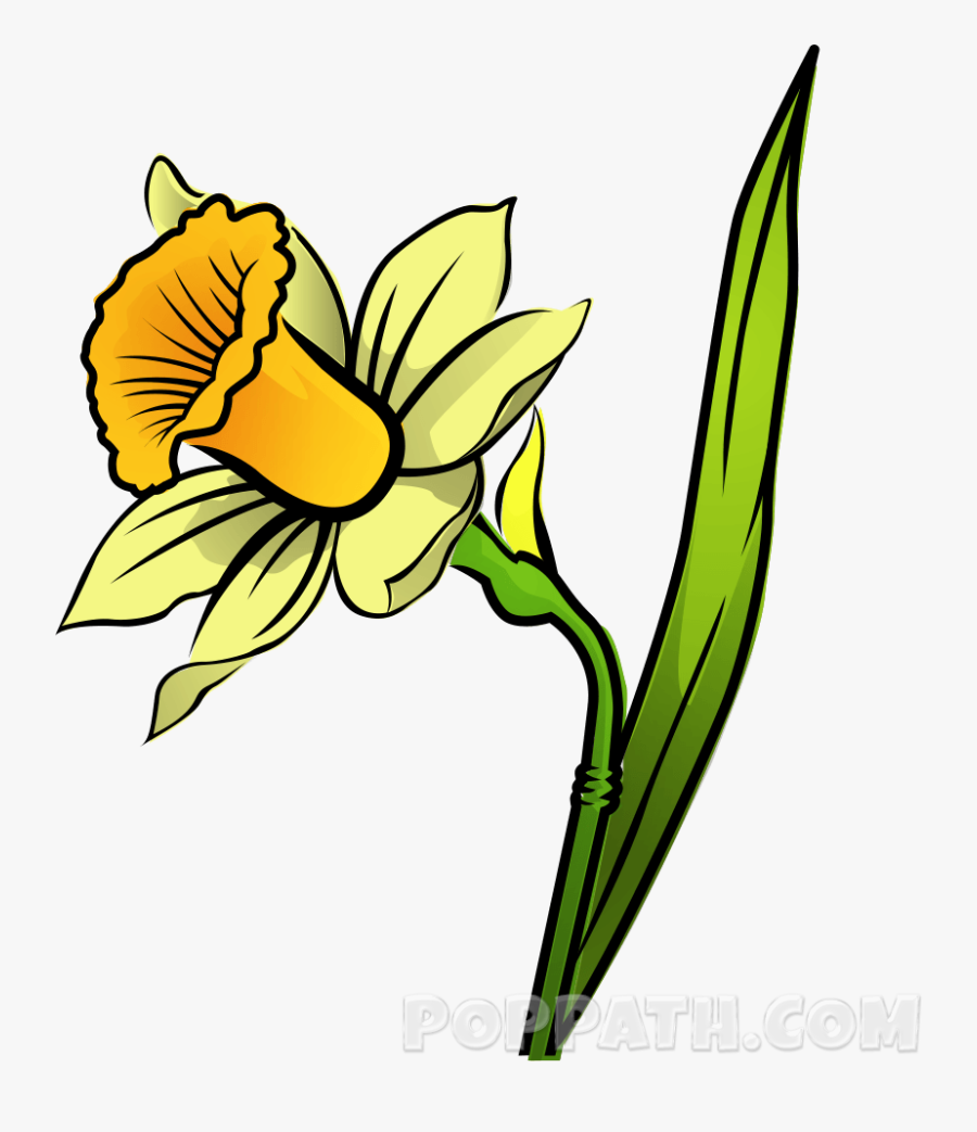 Clip Art Drawing Daffodil For - Daffodil Drawing Png, Transparent Clipart