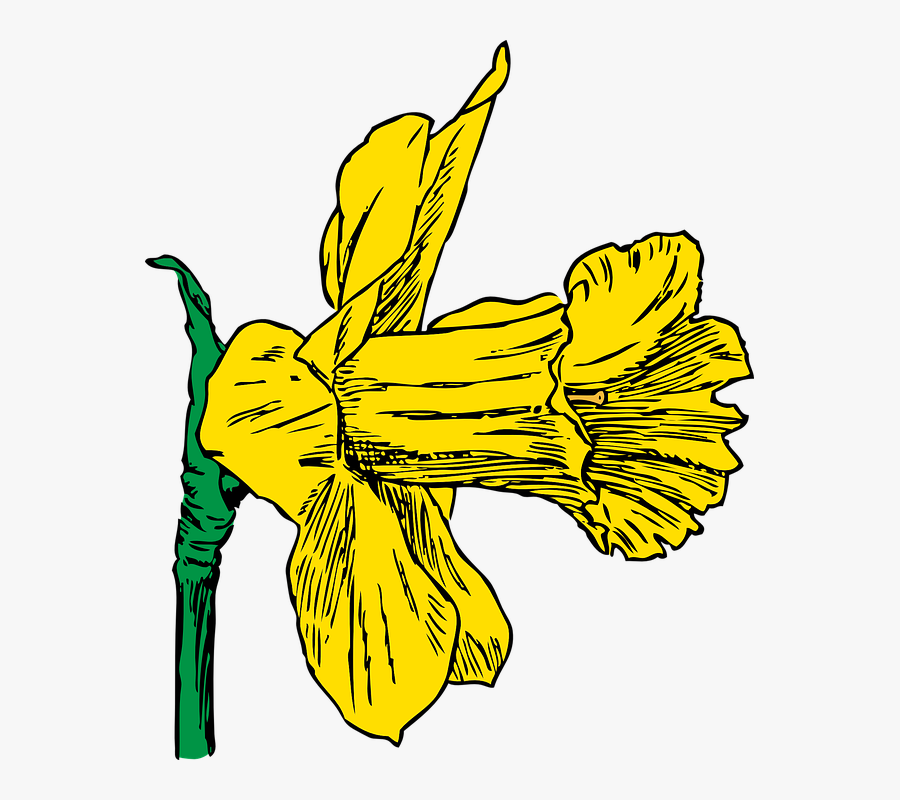 Transparent Spring Season Clipart Png - Daffodil Clip Art, Transparent Clipart