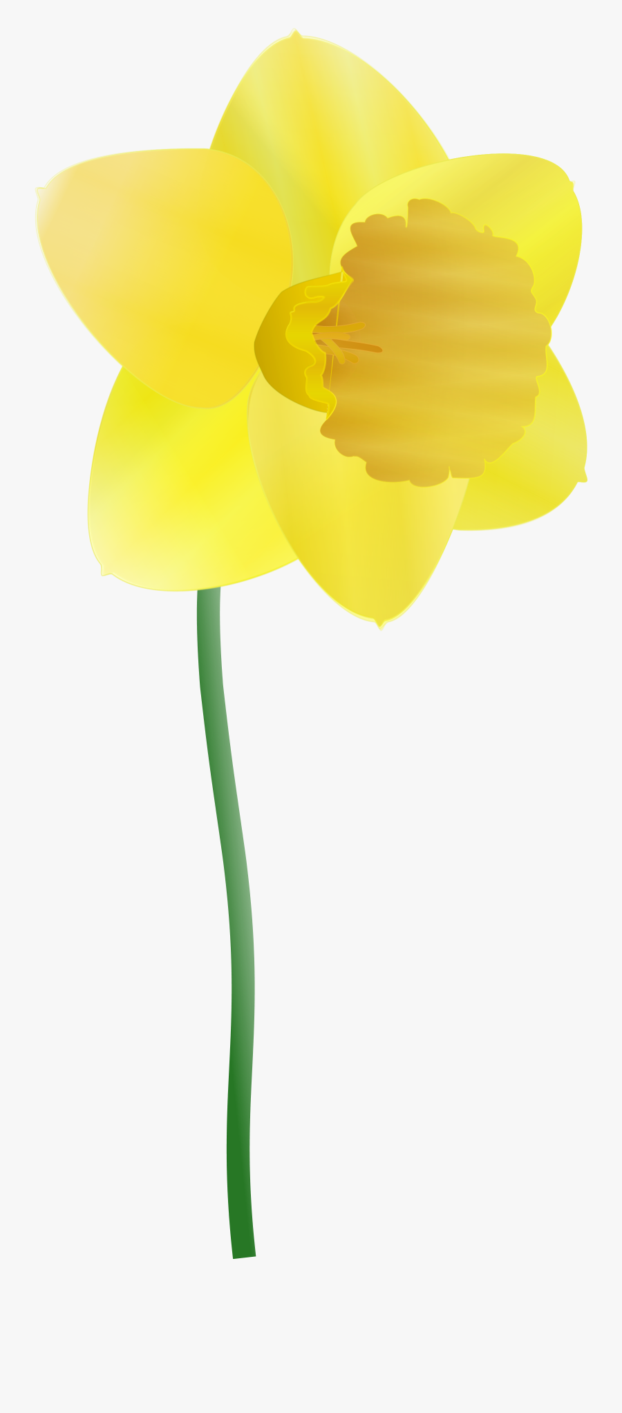 Daffodil Yellow Flower Spring Png Image - Cartoon Daffodils, Transparent Clipart