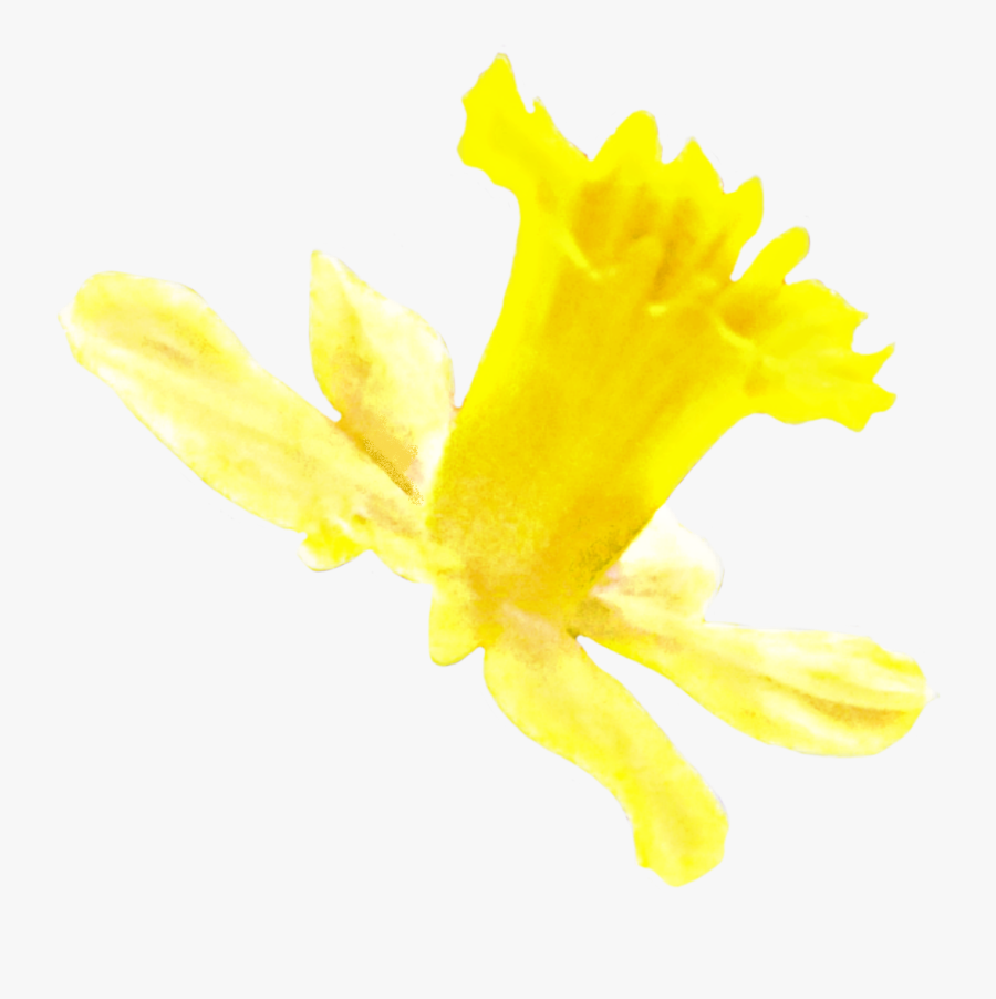 Transparent Daffodil Png, Transparent Clipart