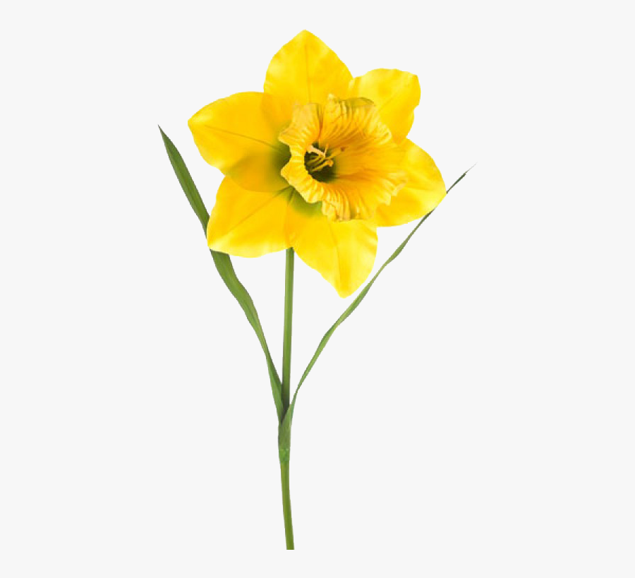 Daffodil Png Clipart - Extra Large Artificial Daffodils, Transparent Clipart