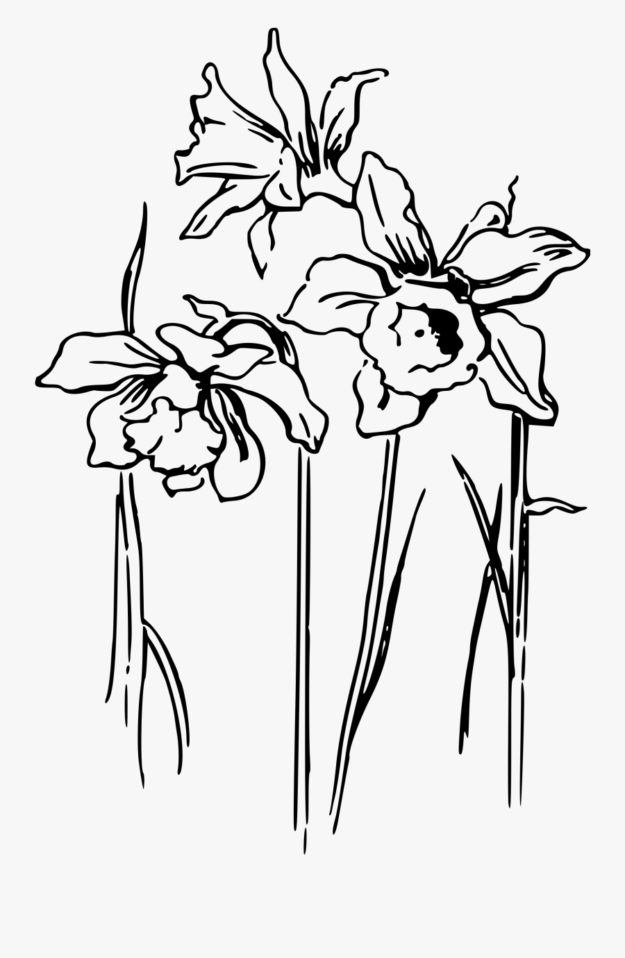 Daffodils Drawing Huge Freebie Download For Powerpoint - Daffodil Line Drawing Png, Transparent Clipart