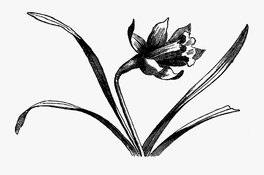 Lily Family, Transparent Clipart