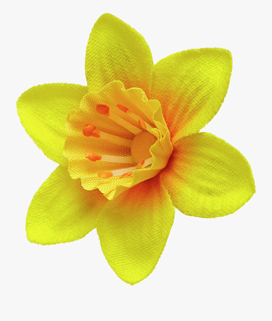 Daffodil Pin - Marie Curie Flower, Transparent Clipart