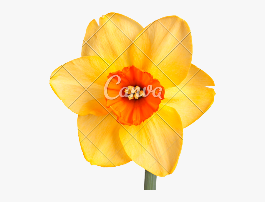 Daffodil Vector - Daffodil Flower With White Background, Transparent Clipart