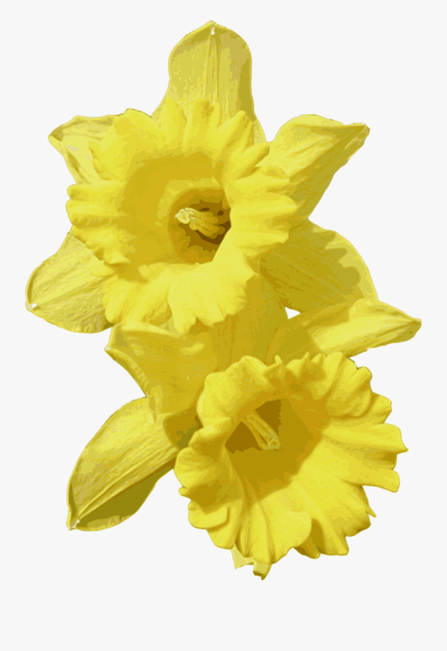 Plant,flower,petal - Transparent Background Daffodils Png, Transparent Clipart