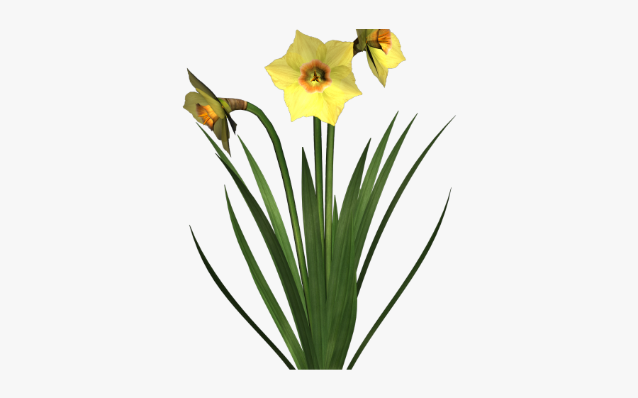 Daffodil Clipart Garden - Flower Plant Transparent Background, Transparent Clipart