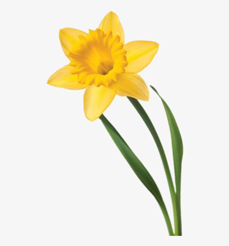 Single Daffodil, Transparent Clipart