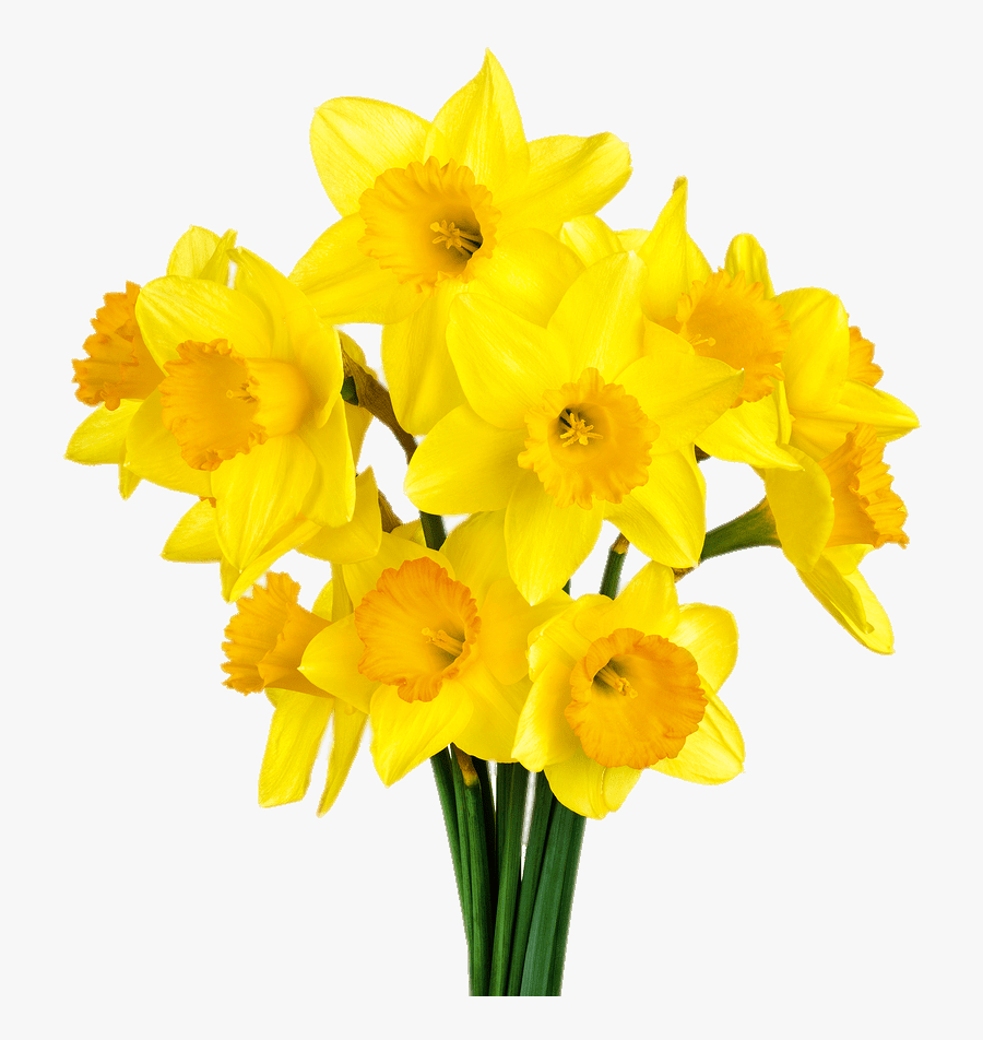 Daffodil-bunch - Daffodil Flower Png, Transparent Clipart