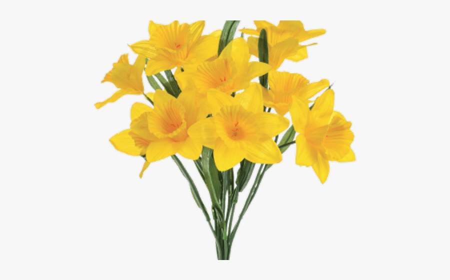 Transparent Background Daffodil Clipart, Transparent Clipart