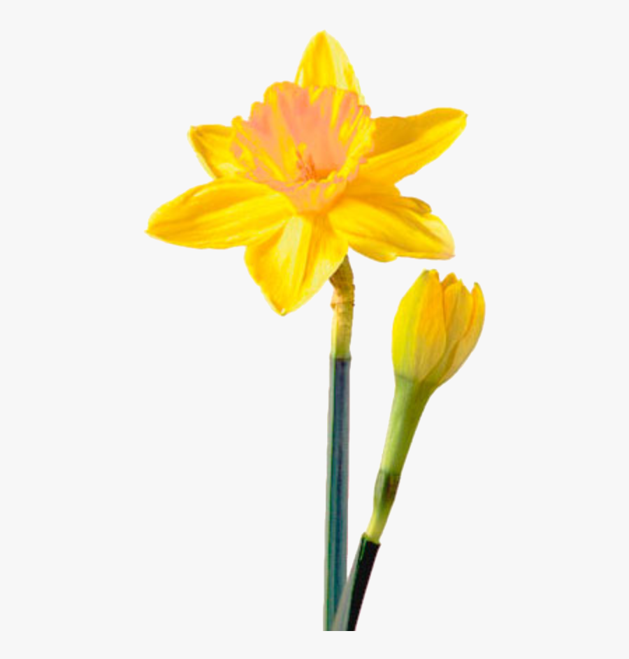Daffodil Png Picture - Daffodil Flower, Transparent Clipart