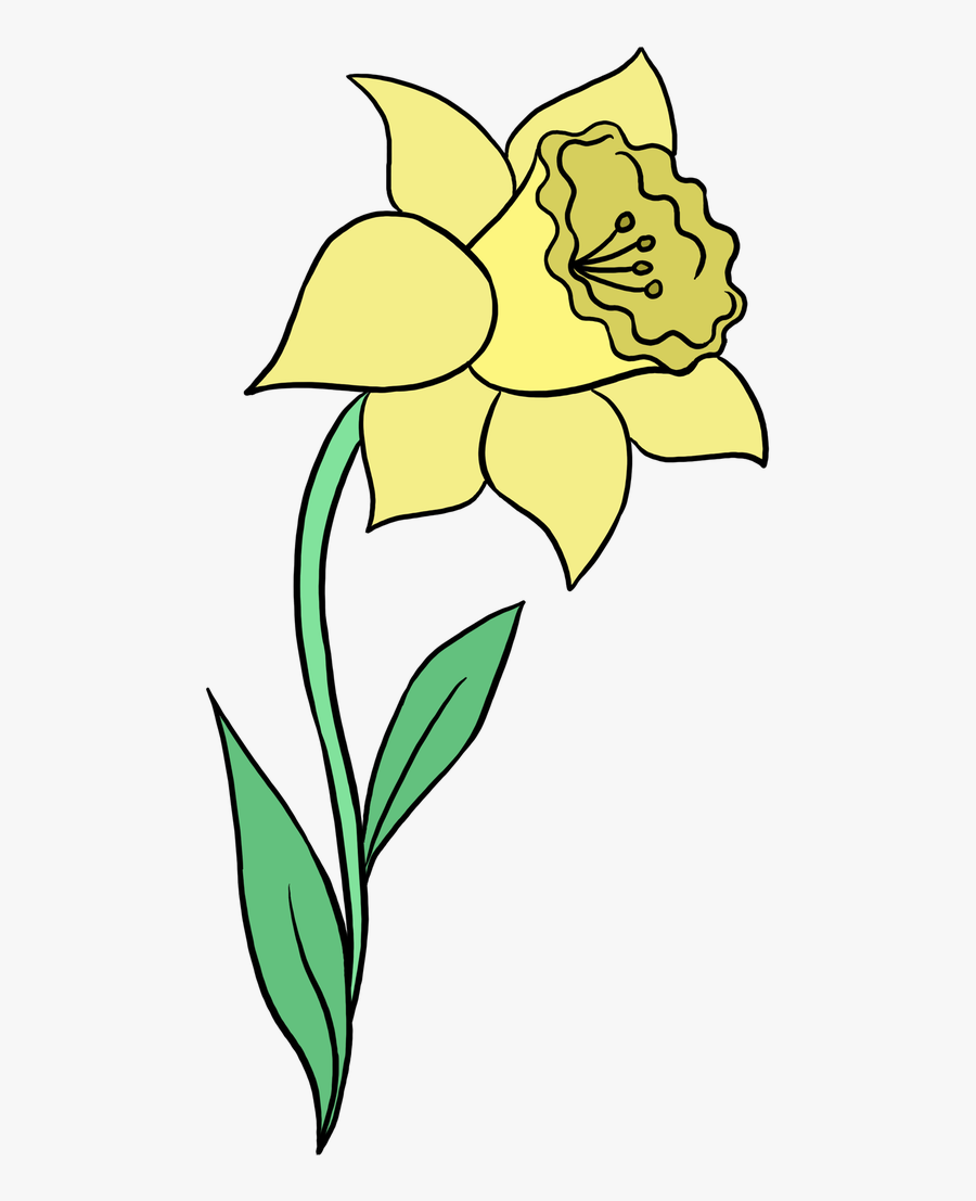 How To Draw A Daffodil - Drawing, Transparent Clipart