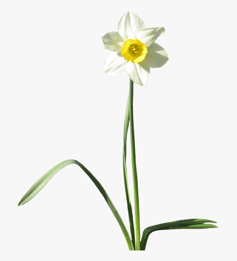 Transparent Plants - Transparent Background Daffodil Png, Transparent Clipart